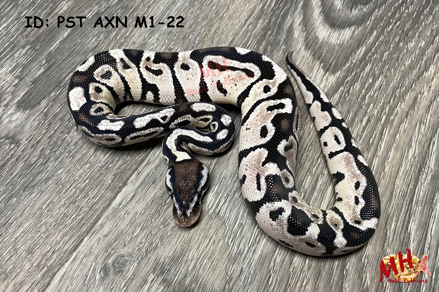 Pastel TSK Axanthic Ball Python by MH Ball Pythons - MorphMarket