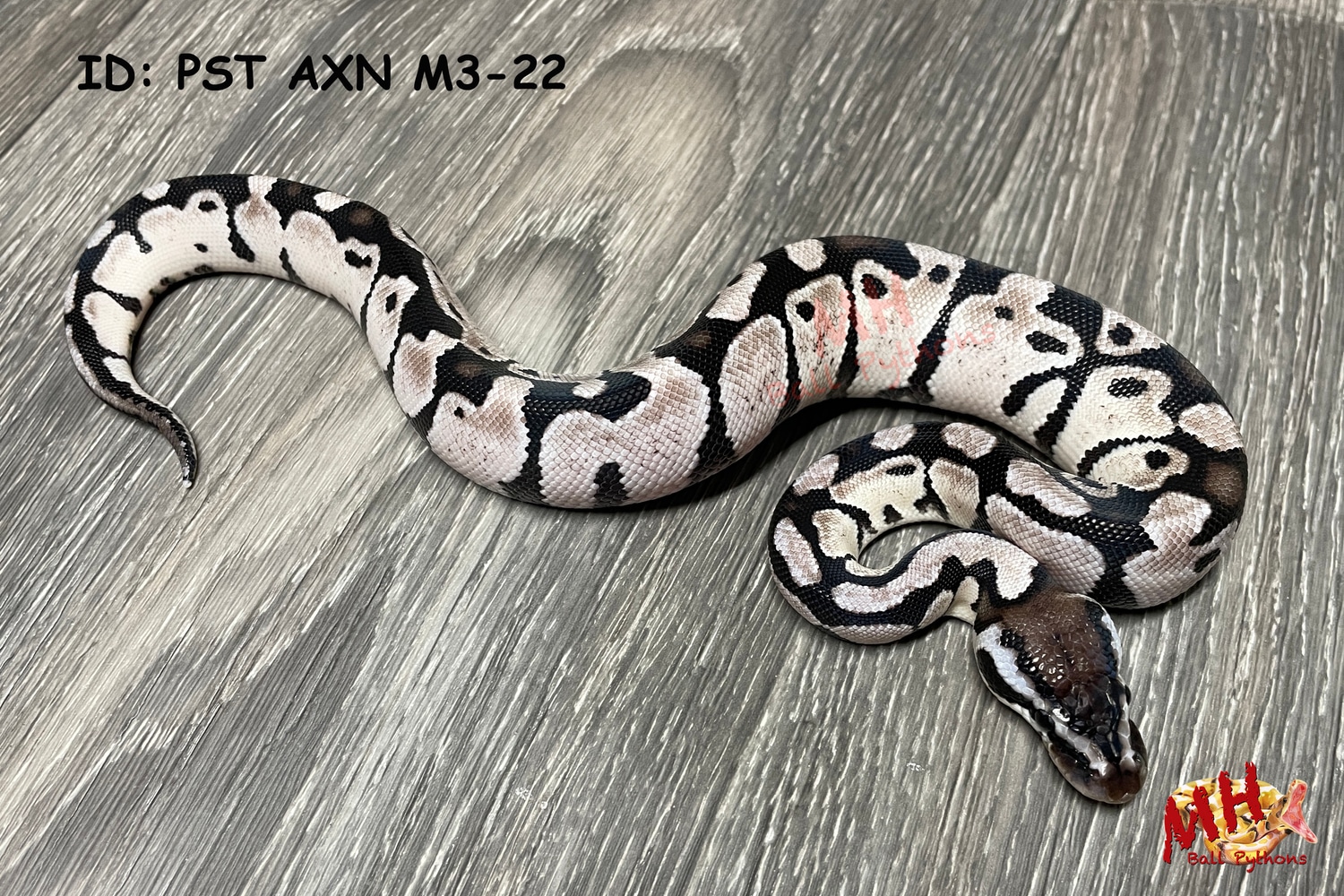 Pastel TSK Axanthic Ball Python by MH Ball Pythons - MorphMarket