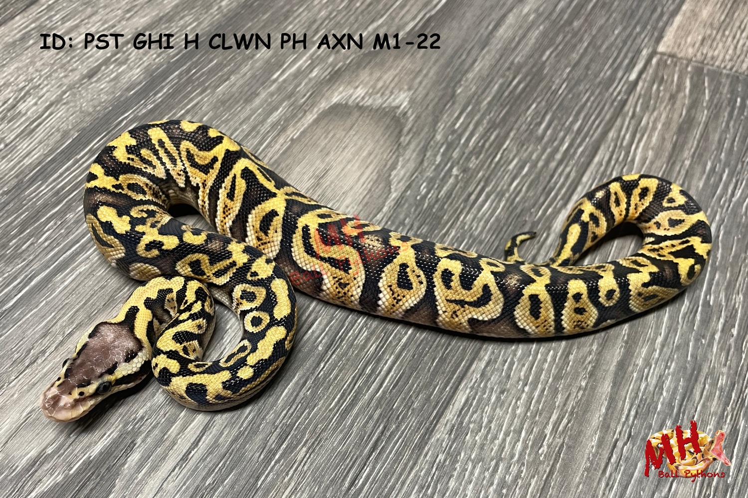 Pastel GHI 100% Het Clown 50% Possible Het TSK Axanthic Ball Python by ...
