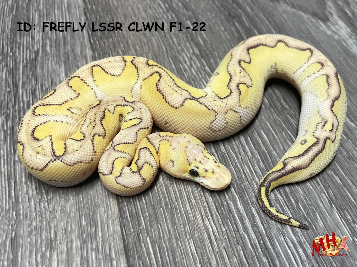 Firefly Lesser Clown Ball Python by MH Ball Pythons - MorphMarket