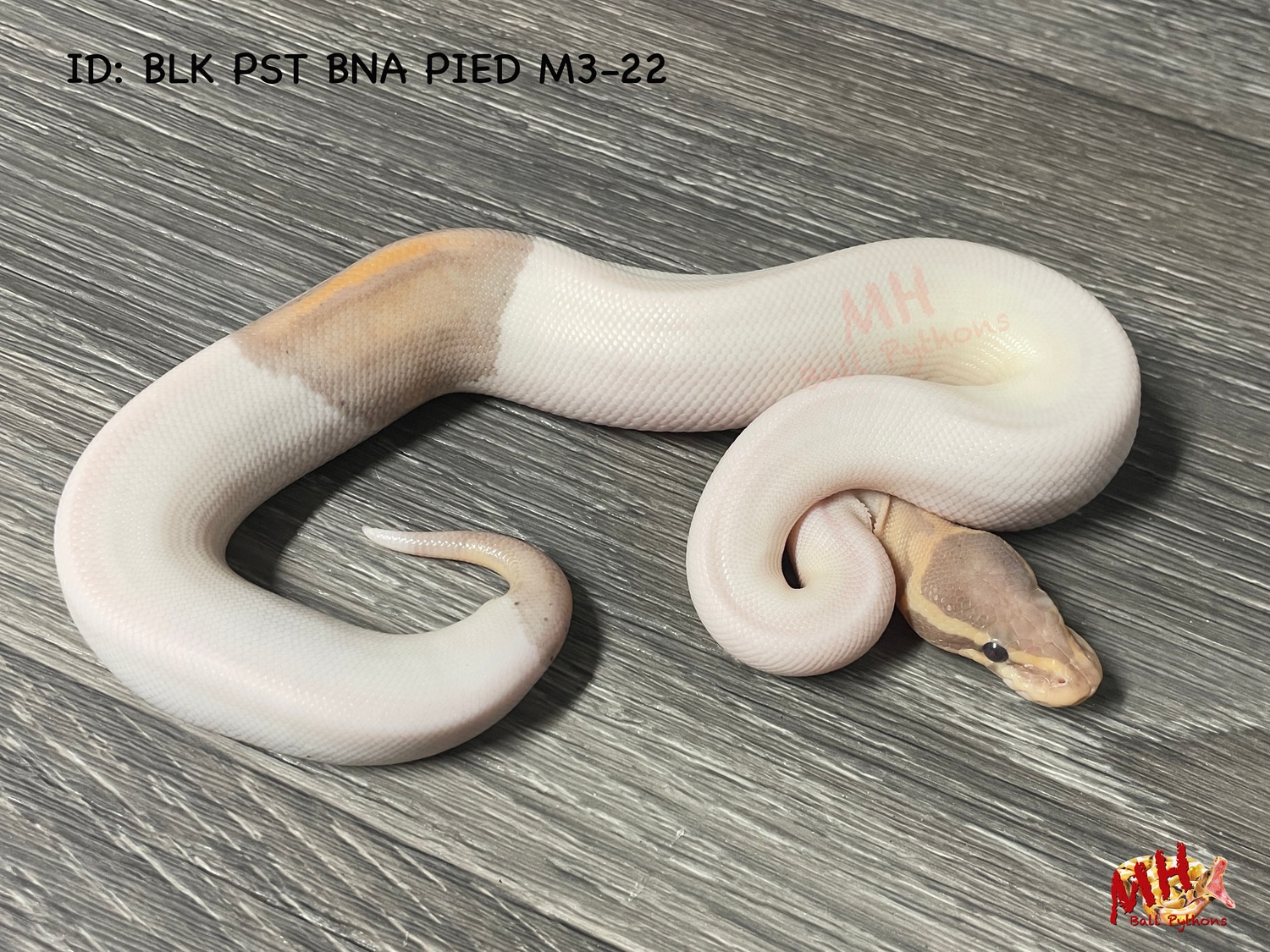 Black Pastel Banana Pied Ball Python by MH Ball Pythons - MorphMarket