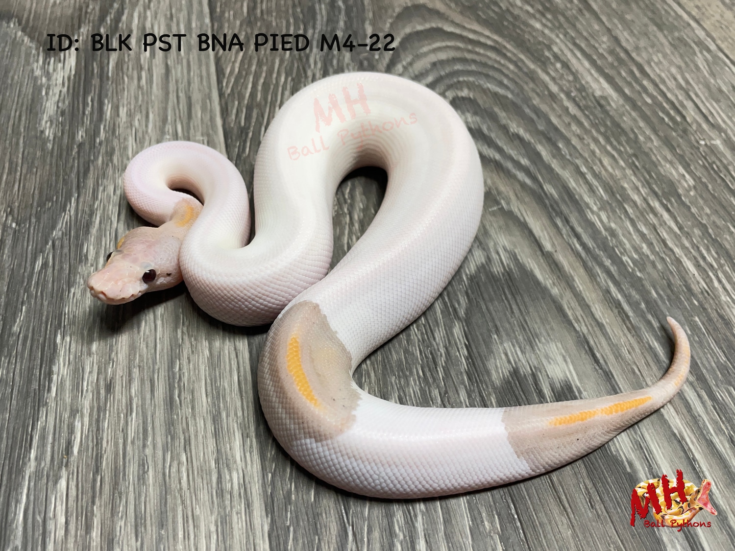 Black Pastel Banana Pied Ball Python by MH Ball Pythons MorphMarket