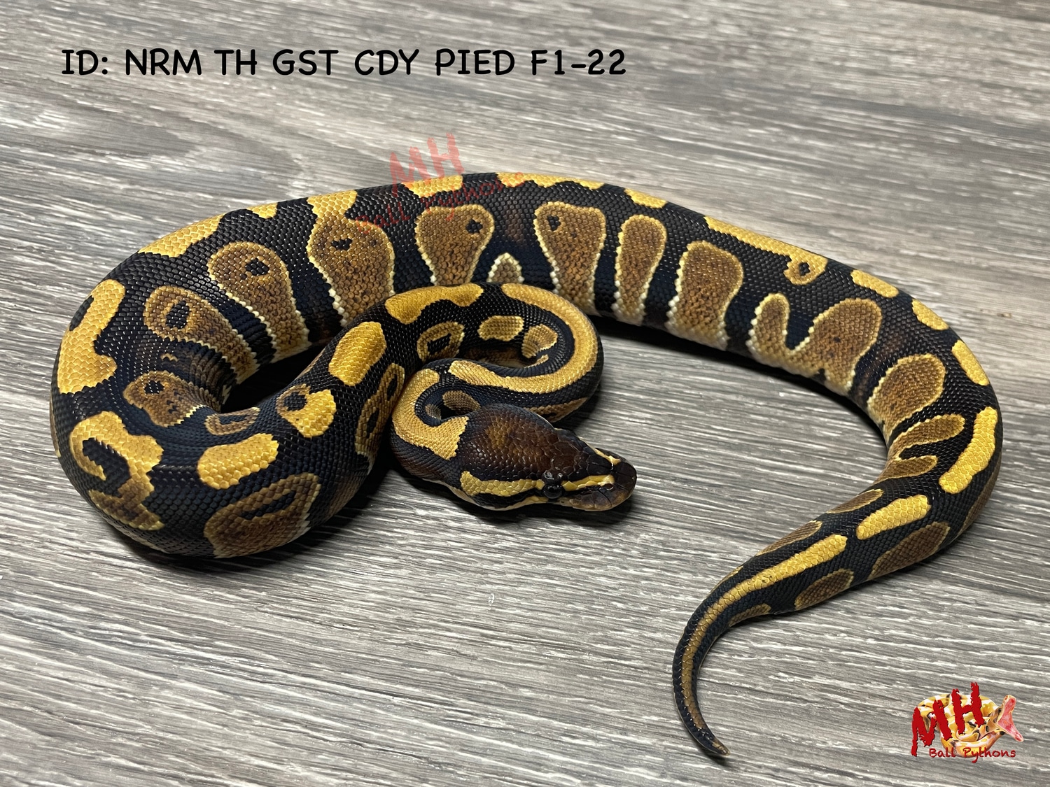 Normal Het Ghost Het Candy Het Pied Ball Python by MH Ball Pythons ...
