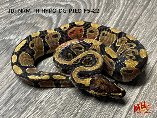 Normal Het Hypo Het Desert Ghost Het Pied Ball Python by MH Ball Pythons