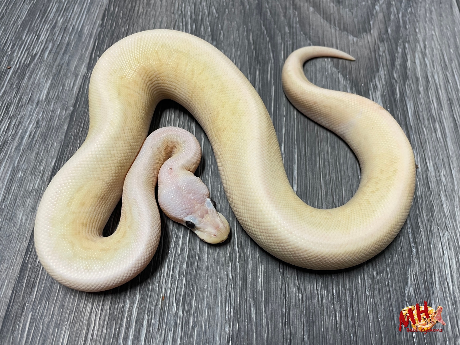 Black Pewter Banana Pinstripe 100 Het Pied Male 2 Ball Python by MH