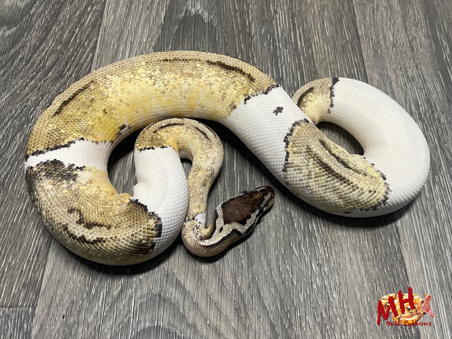 Firefly TSK Axanthic Pied Ball Python by MH Ball Pythons - MorphMarket