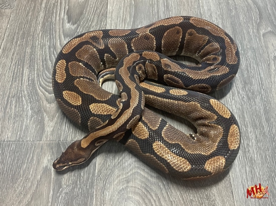 Normal 100% Double Het TSK Axanthic Pied PROVEN BREEDER FEMALE Ball ...