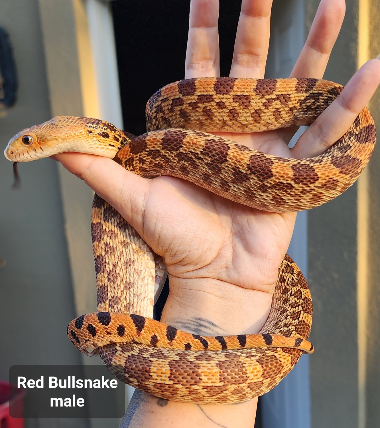 Red Bullsnake by Emporium of Curious Creatures MorphMarket