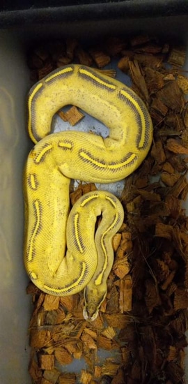 Highway Paradox Ball Python by Mark's Royal Pythons