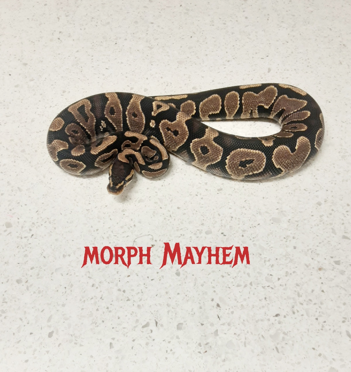 Yellow Belly/ Gravel Ball Python by Morph Mayhem LLC MorphMarket