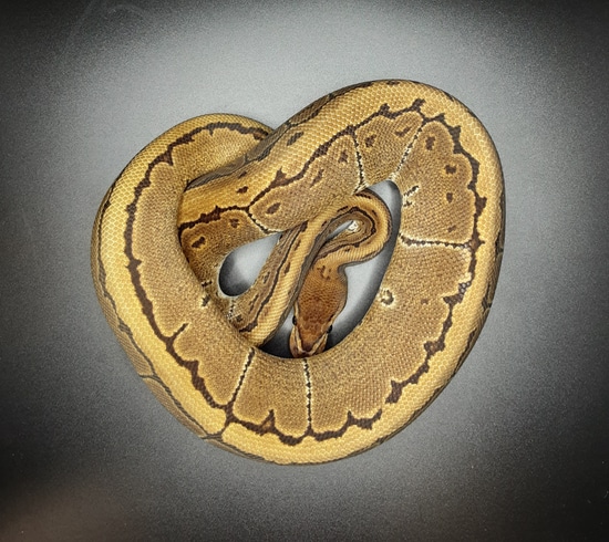 Pinstripe 66% Het Hypo Ball Python by Morph Mayhem LLC