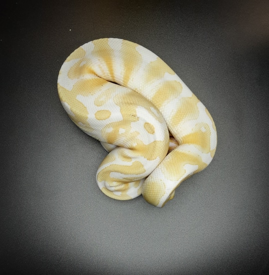 Albino 100% Het. Pied Ball Python by Morph Mayhem LLC