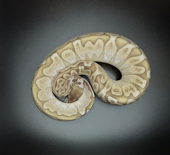 Pastel Bamboo Sugar Ball Python by Morph Mayhem LLC