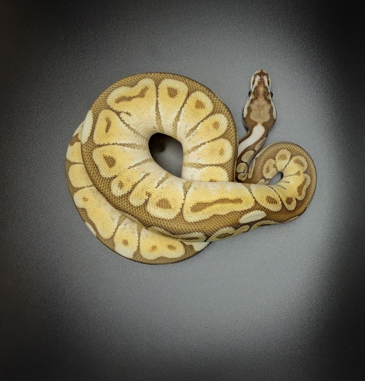 Pastel Lesser Pos Sugar Ball Python by Morph Mayhem LLC