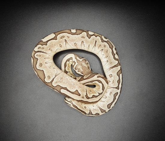Bamboo Leopard Ball Python by Morph Mayhem LLC