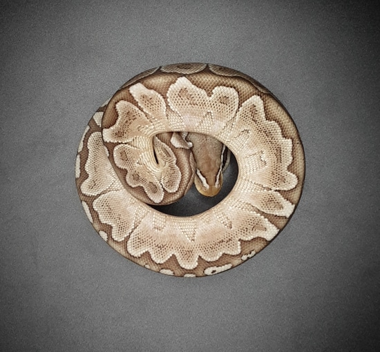Bamboo Ball Python by Morph Mayhem LLC
