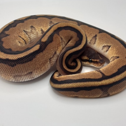 Orange Dream Genetic Stripe Ball Python