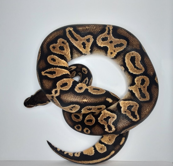 Fire Yellow Belly Black Head Ball Python by Morph Mayhem LLC