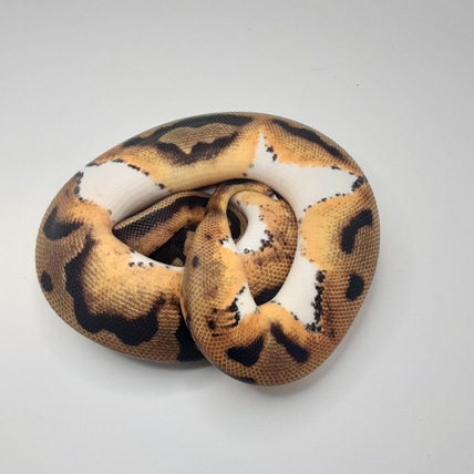 Leopard Enchi Pied Ball Python