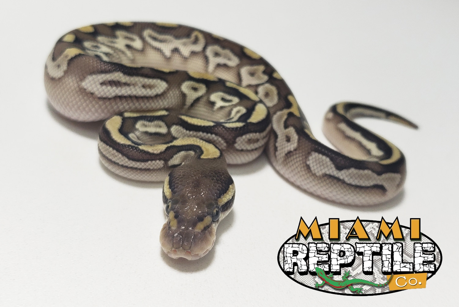 Pastel Lesser Bongo Ball Python by Miami Reptile Company MorphMarket