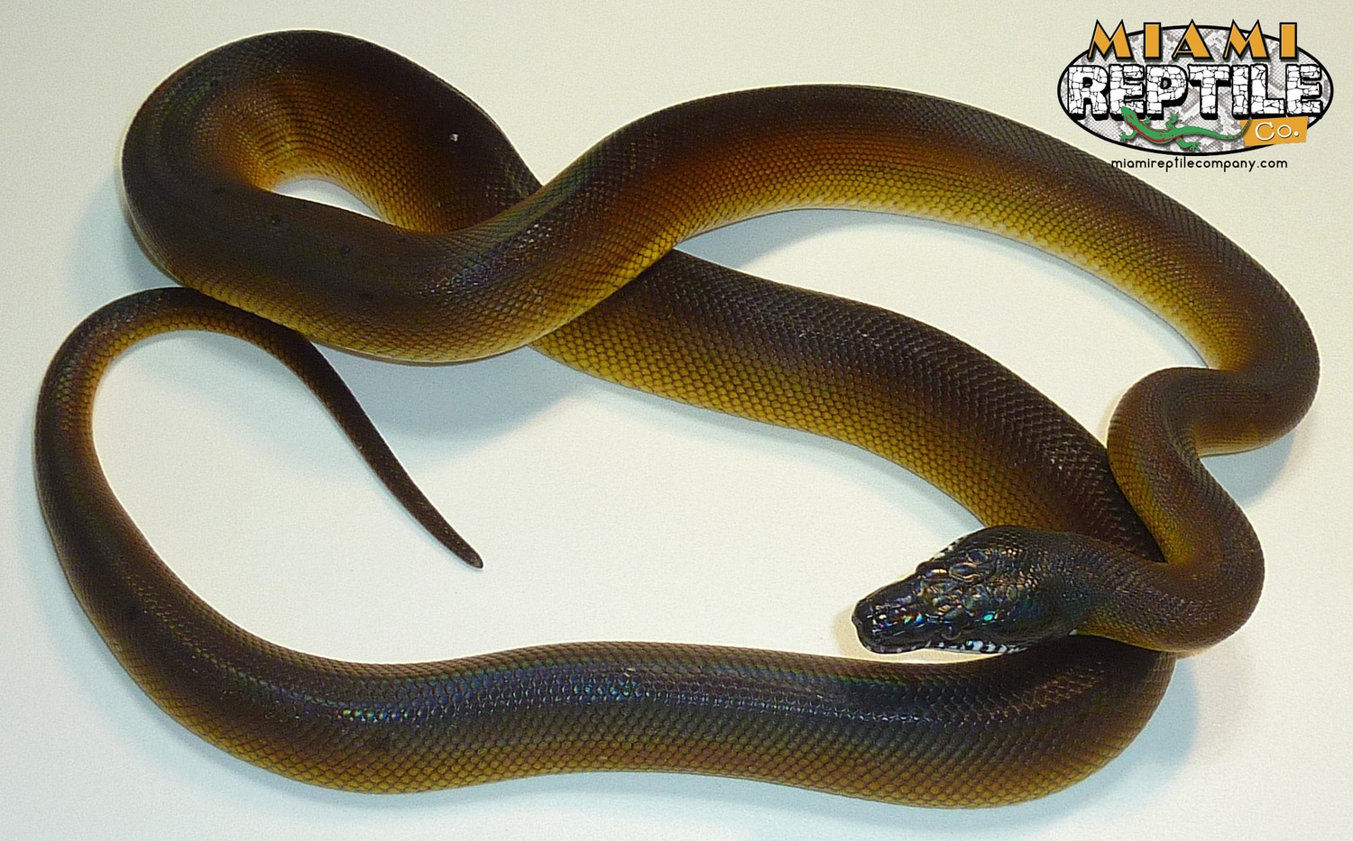 White Lip LTC White-Lipped Python by Miami Reptile Company - MorphMarket
