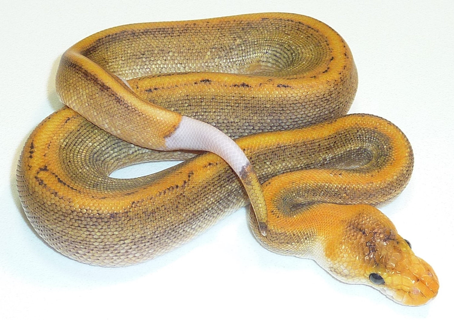 Champagne Pos Black Pastel Ringer Ball Python by Miami Reptile Company ...