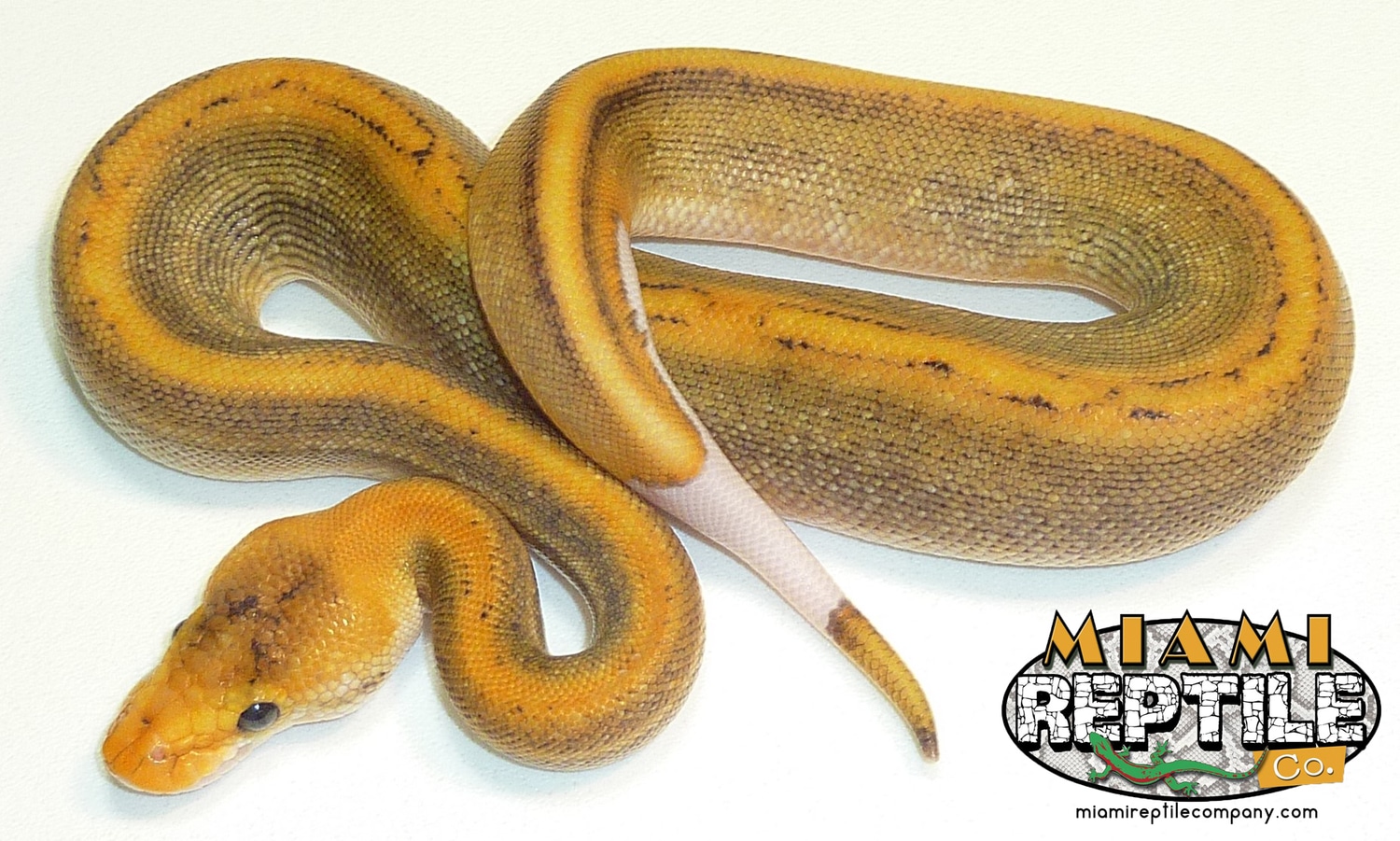 Champagne Pos Black Pastel Ringer Ball Python by Miami Reptile Company ...