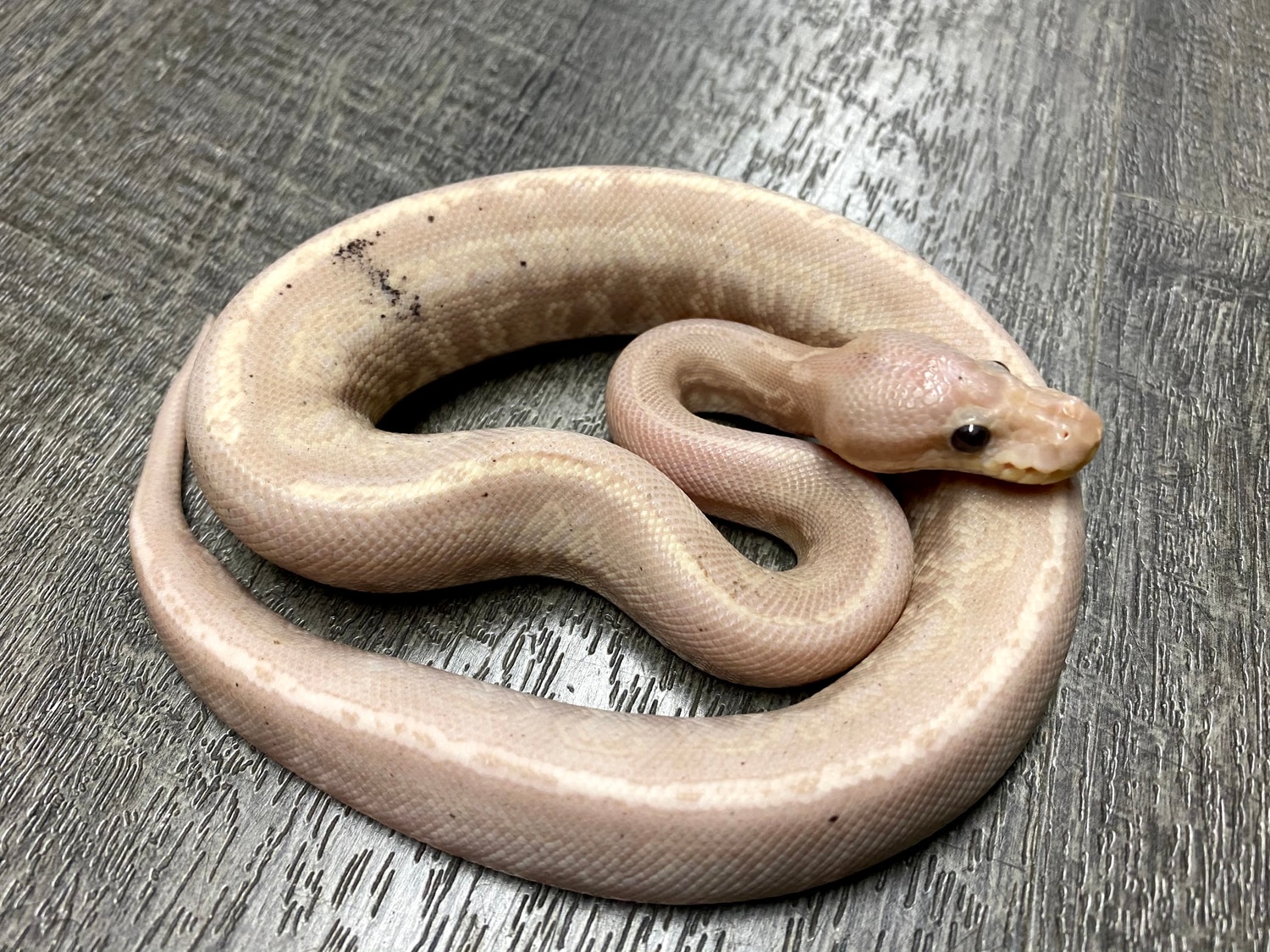 Male Banana Mojave Gargoyle Ball Python by Miami Reptile Company