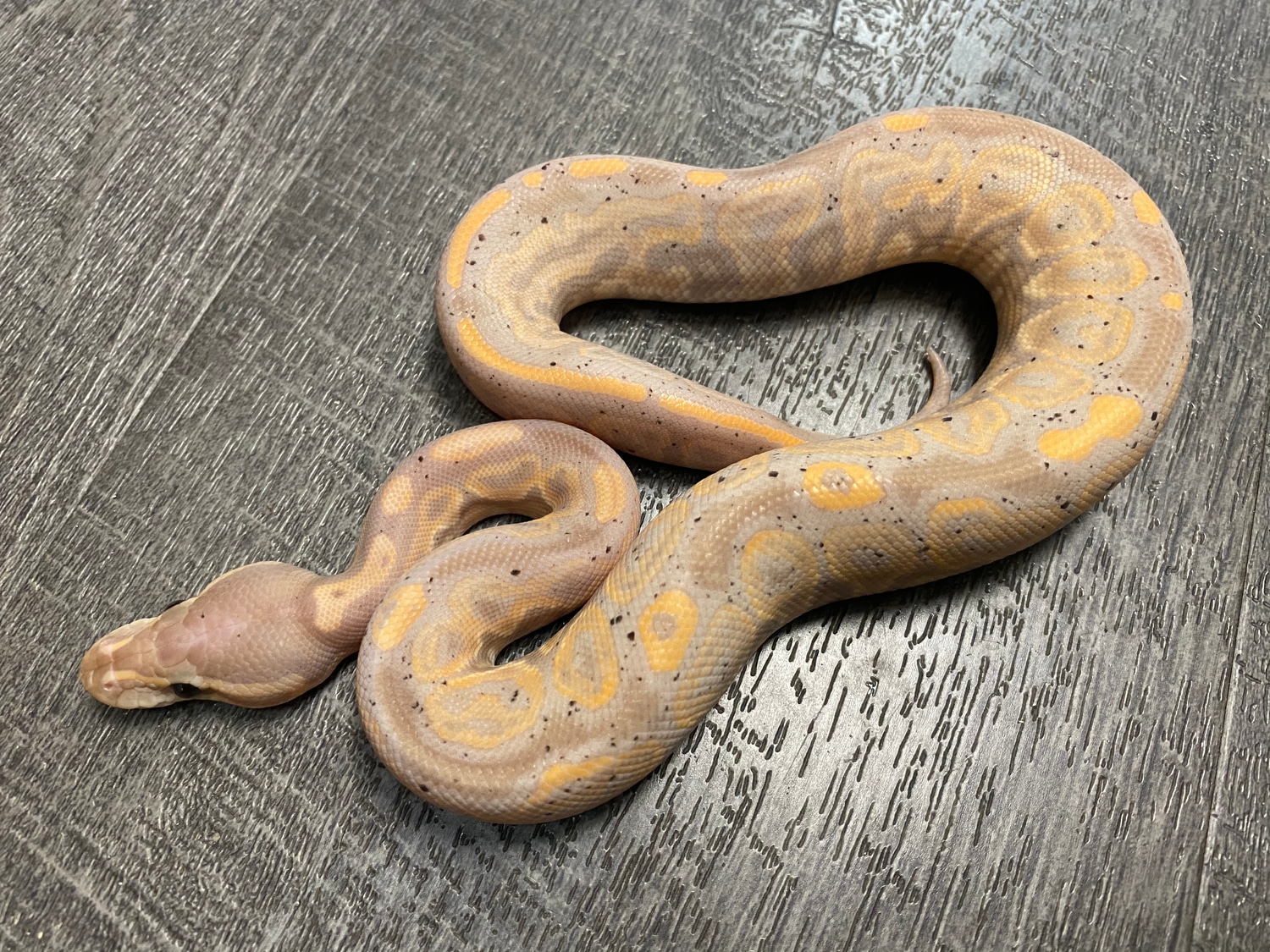 Male Black Pastel Banana Granite (Amir Soleymani Line Granite) Ball