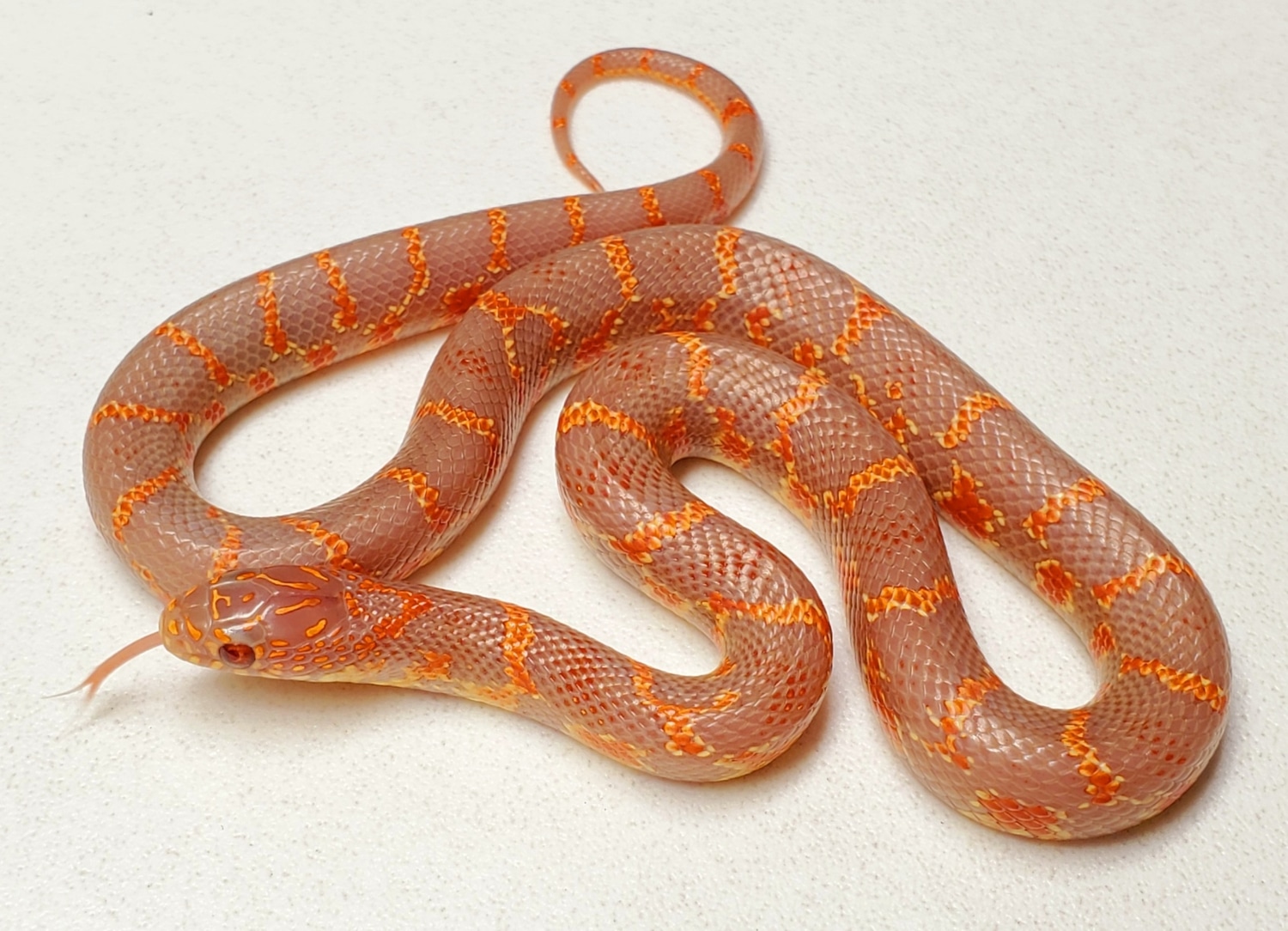 Female Lavender SuperBrooks 12.5inch 2 8.8.20 Brooks' Kingsnake by