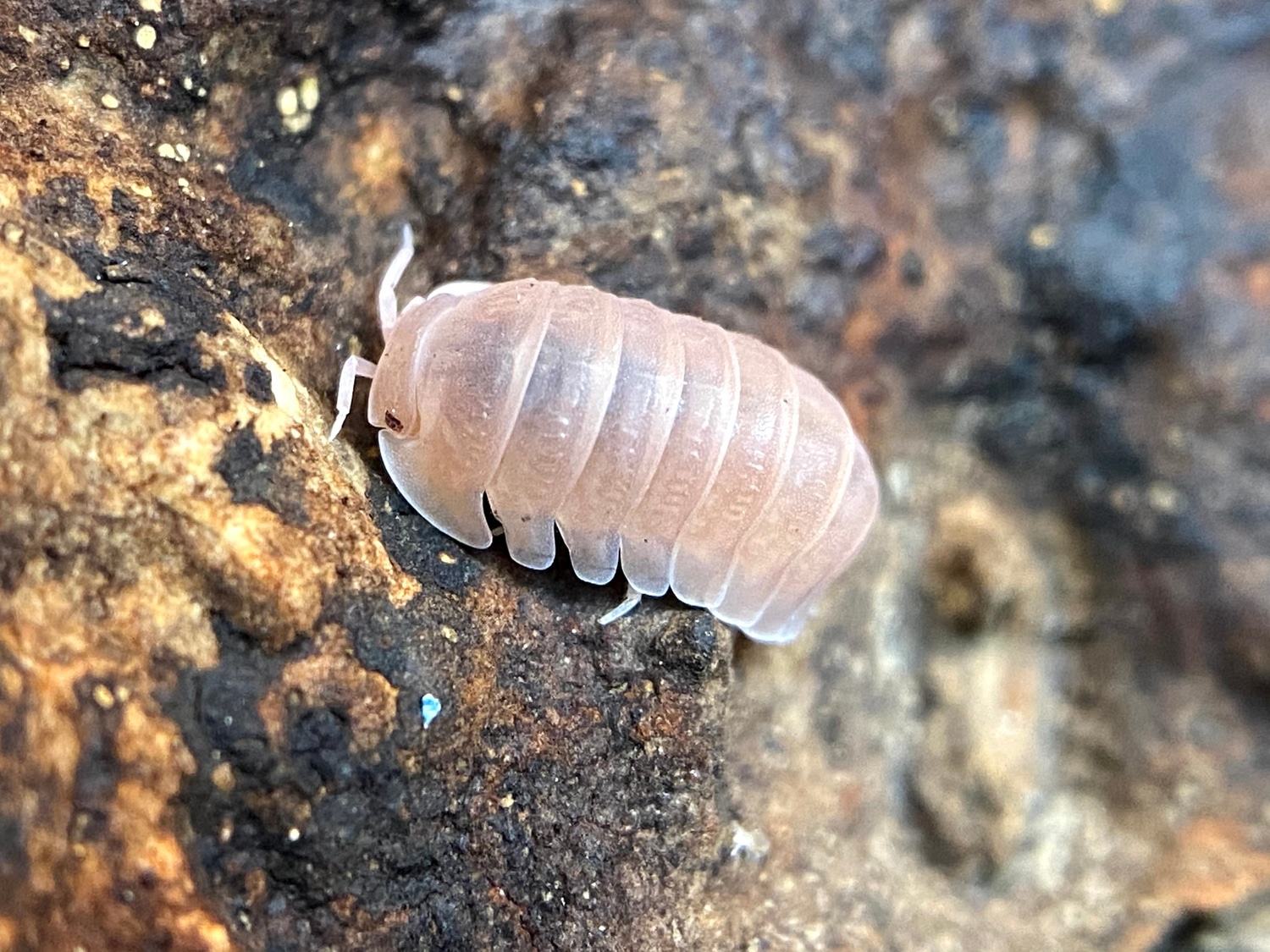 10 Count Cubaris Murina "Papaya" MIXED SIZES Isopod by Miami Reptile