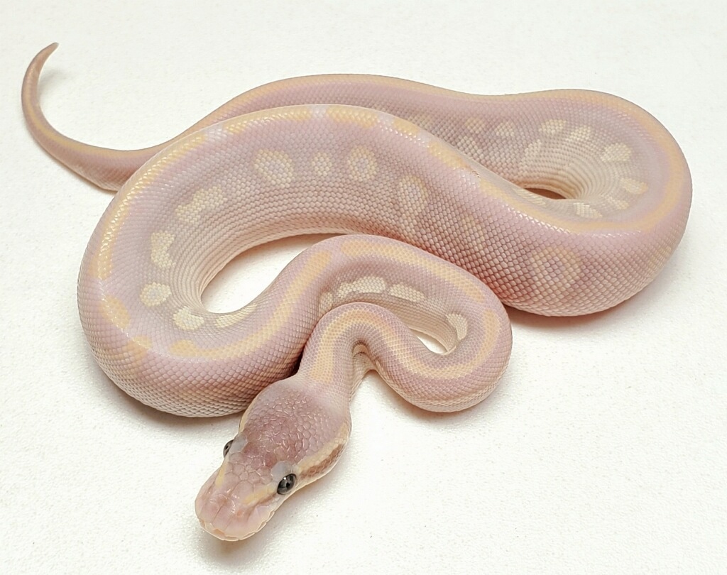 Female Opal Diamond (Phantom X Russo) 8.19.20 Ball Python by Miami ...