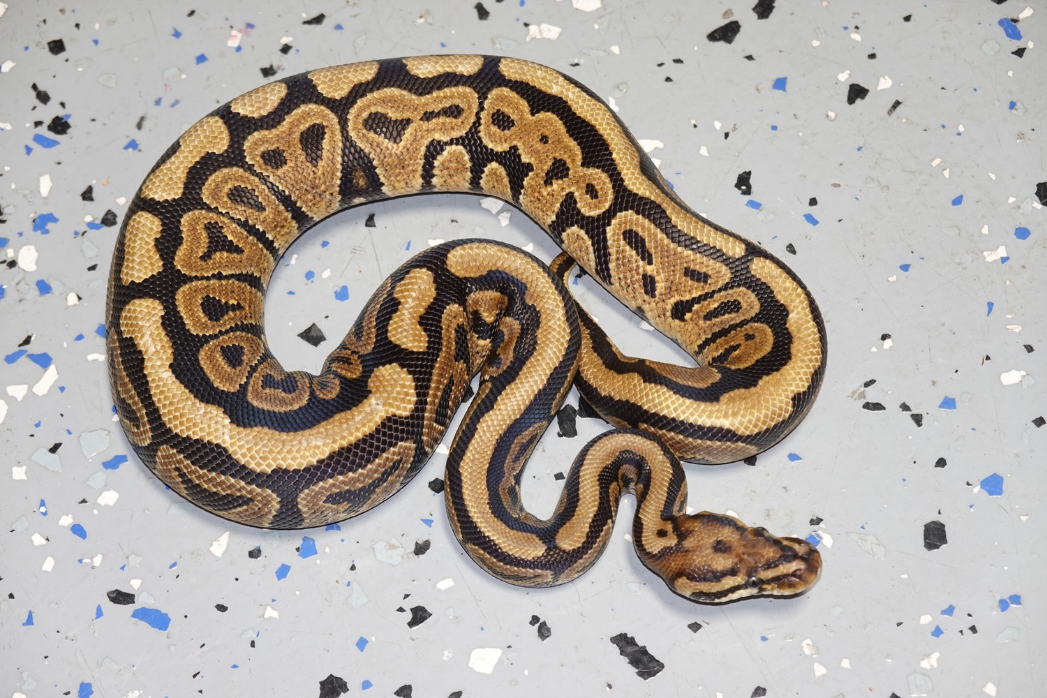 Female AHI 10.26.21 Ball Python by Miami Reptile Company MorphMarket