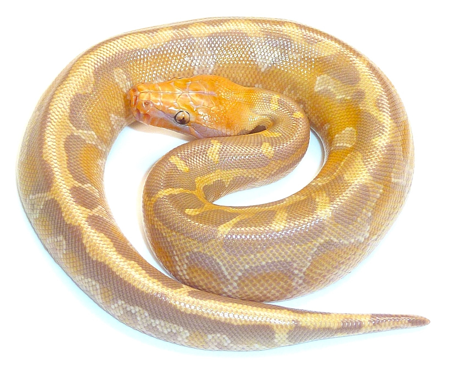 SUNSET BORNEO SHORT TAILED PYTHON