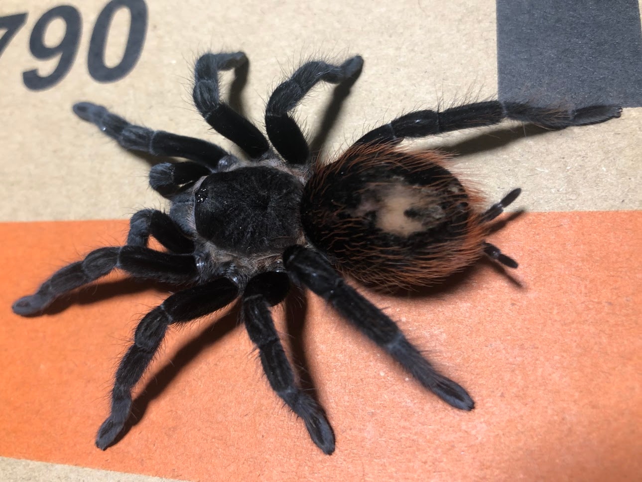 Tliltocatl Vagans "Mexican Red Rump" Tarantula by Michigan Arachnid