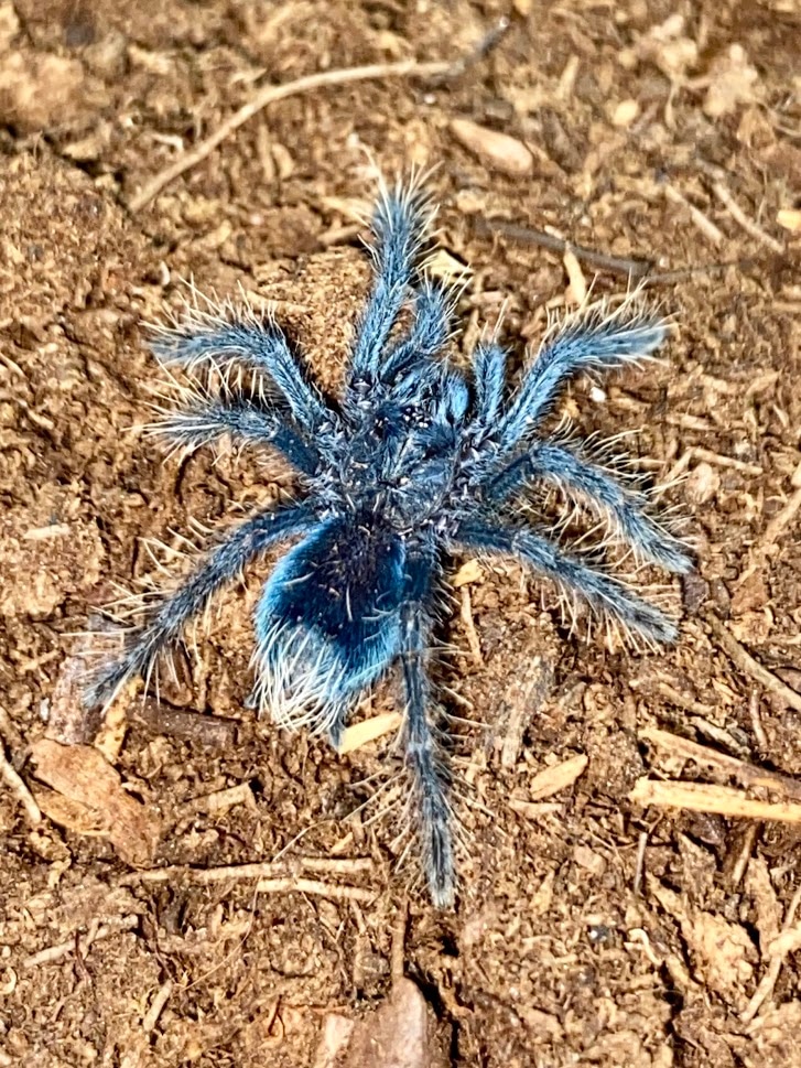 Phormictopus Cancerides "Hatian Brown Tarantula by Michigan Arachnid