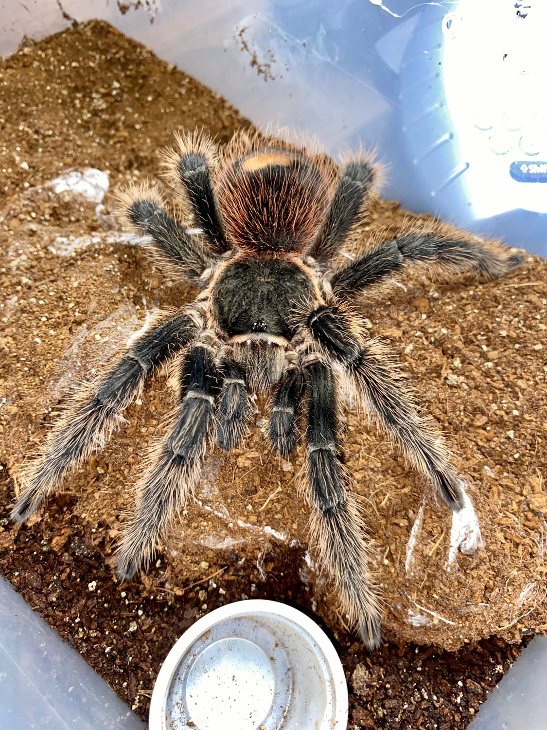 Lasiodora Parahybana “Salmon Pink Bird Eater” Tarantula by Michigan