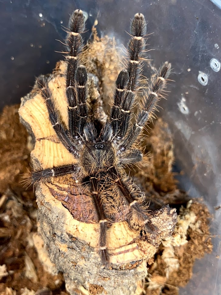 Phormingochilus Sp. "Ackaya Tarantula by Michigan Arachnid Breeders