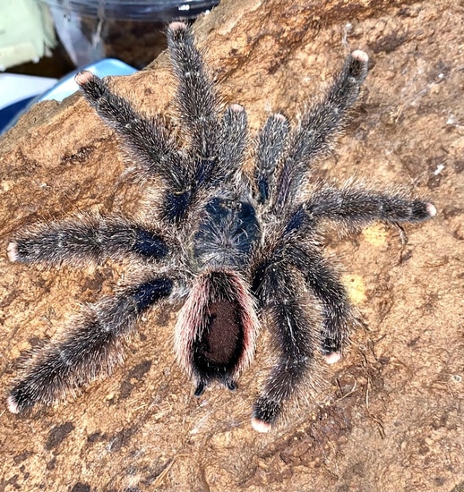 Avicularia Juruensis /urticans "Peruvian Pink Toe Tarantula by