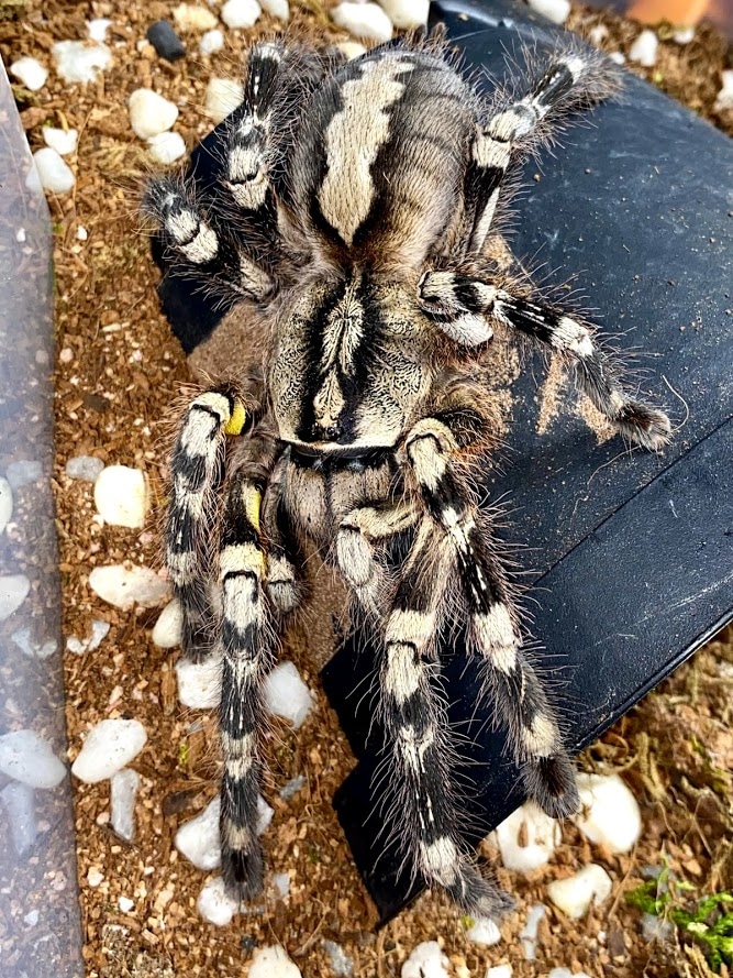 Poecilotheria Fasciata "Sri Lankan Ornamental" Tarantula by Michigan