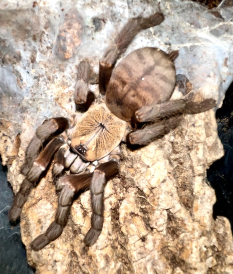 Cyriopagopus Sp. "hati Hati" Tarantula by Michigan Arachnid Breeders