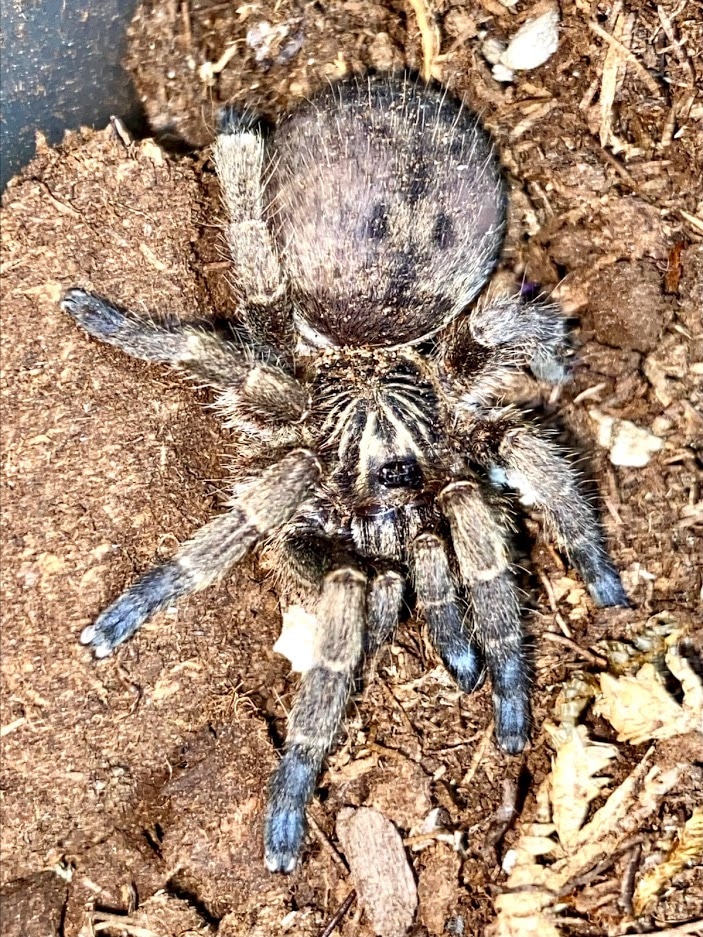 Idiothele Mira "The Blue Foot Baboon Tarantula by Michigan Arachnid