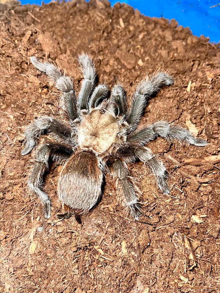 Aphonopelma Hentzi "Texas Brown" Tarantula by Michigan Arachnid