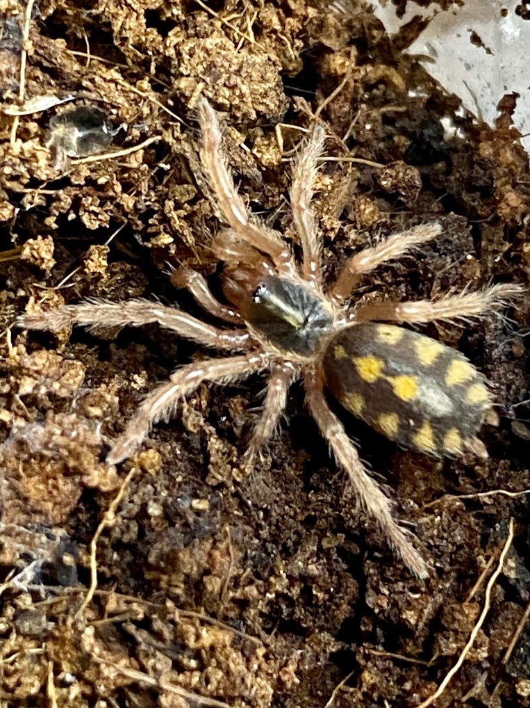 Hapolopus Sp . Pumpkin Patch" Tarantula by Michigan Arachnid Breeders