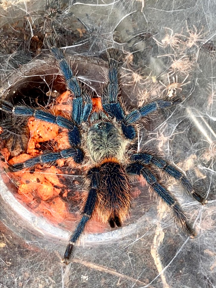Dolichothele Diamantinensis" Brazilian Blue Dwarf" Tarantula by