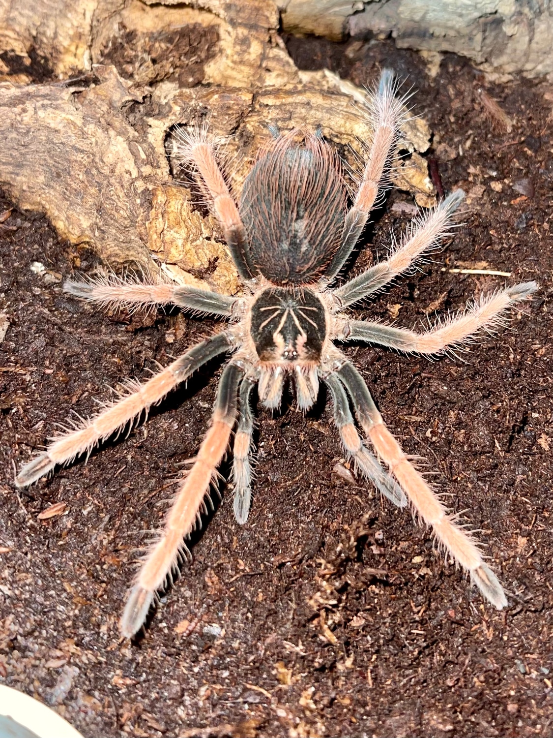 Pamphobeteus Solaris Tarantula by Michigan Arachnid Breeders MorphMarket
