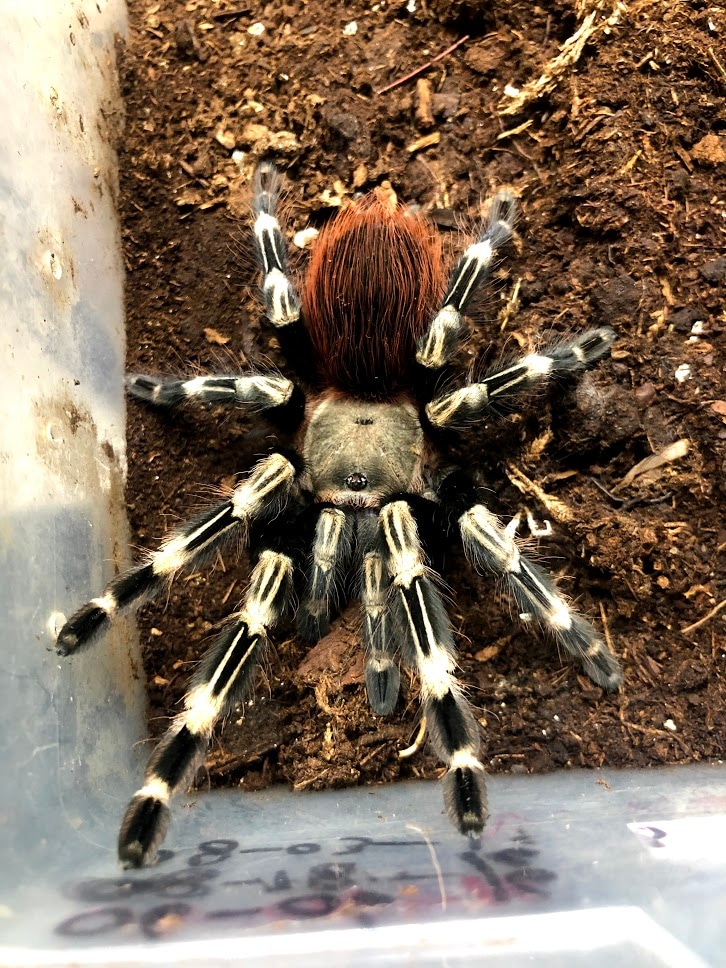 Nhandu Chromatus "Brazilian Red And White Bird Eater" Tarantula by
