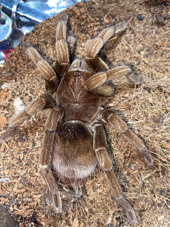 Pamphobeteus Sp."Goliath" Tarantula by Michigan Arachnid Breeders