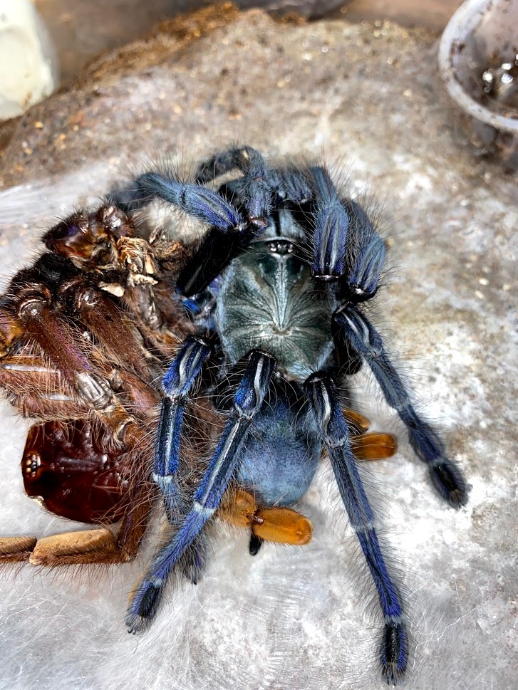 Omothymus Violaceopesio "Singapore Blue Tarantula by Michigan Arachnid