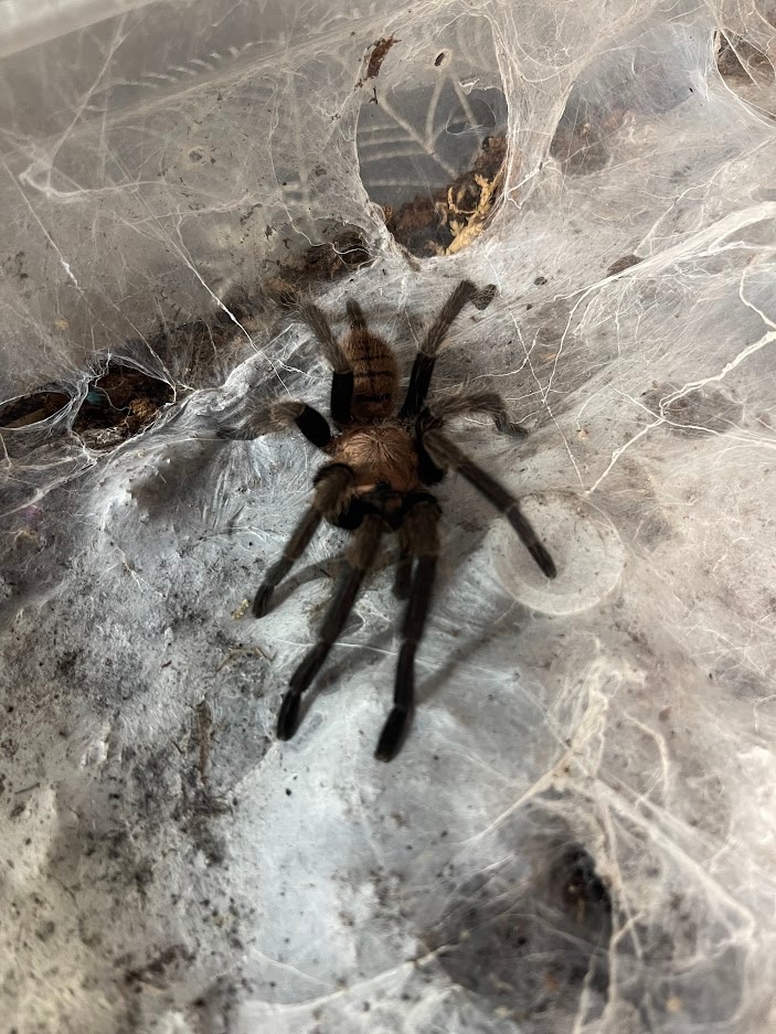 Chilobrchys Fimbriatus "Indian Violet Tarantula by Michigan Arachnid